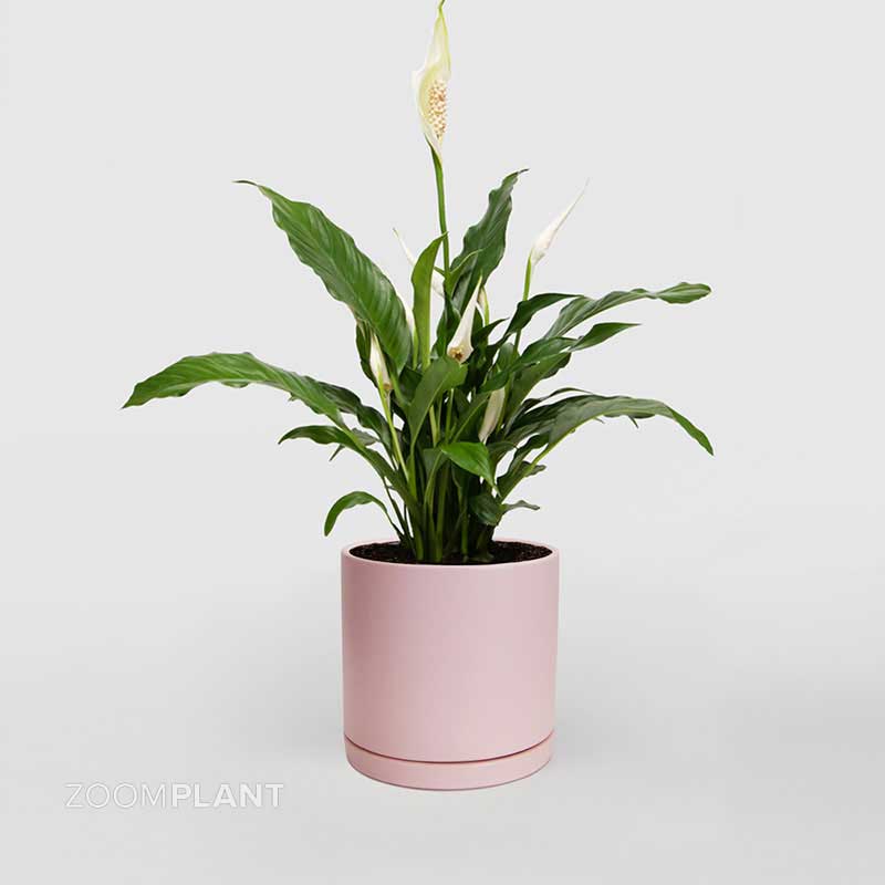 اسپاتی فیلوم لیتل انجل - spathiphyllum little angel