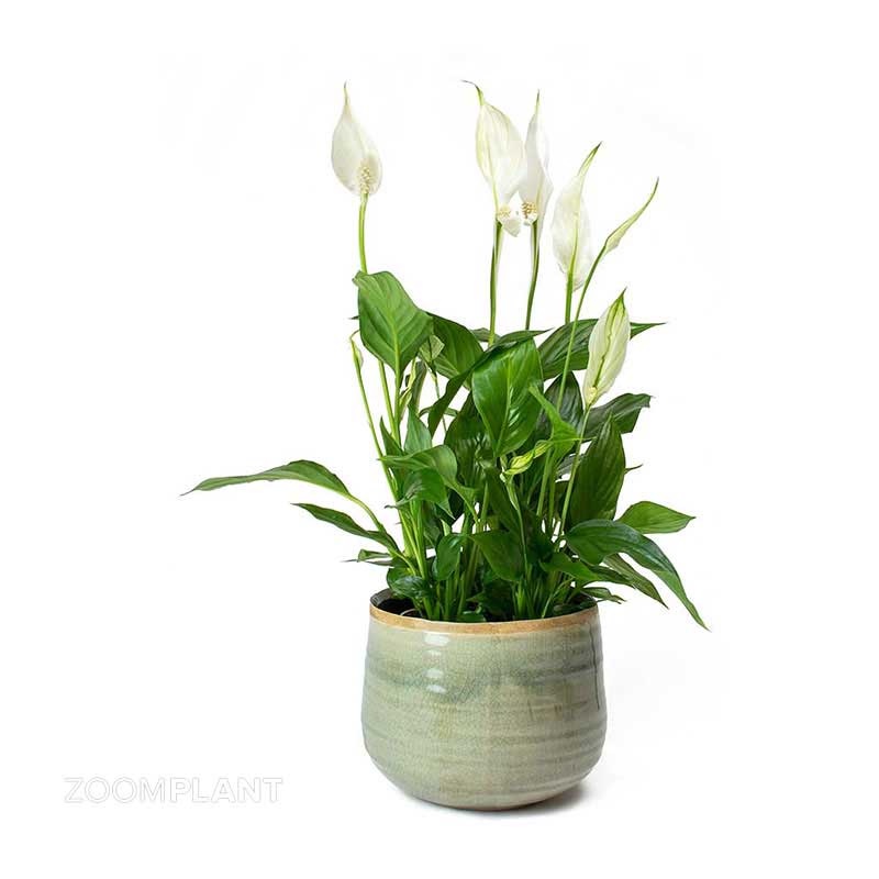 اسپاتی فیلوم لیتل انجل - spathiphyllum little angel
