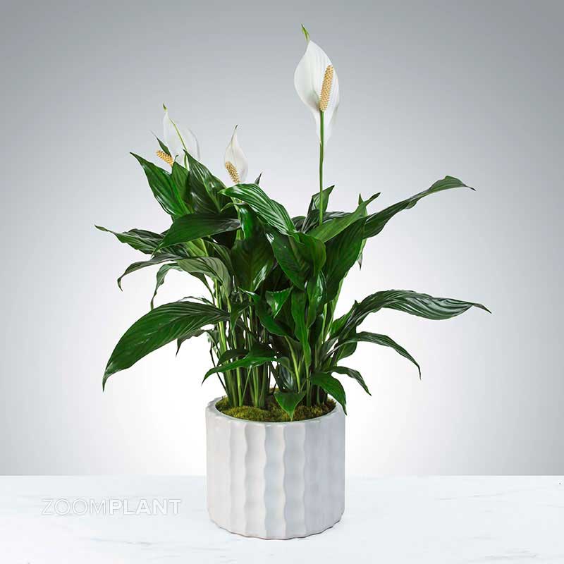اسپاتی فیلوم لیتل انجل - spathiphyllum little angel