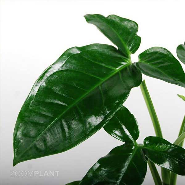 سینگونیوم سهبرگ وندر (Syngonium Trileaf Wonder)