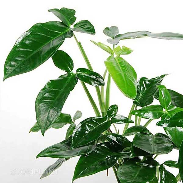 سینگونیوم سهبرگ وندر (Syngonium Trileaf Wonder)