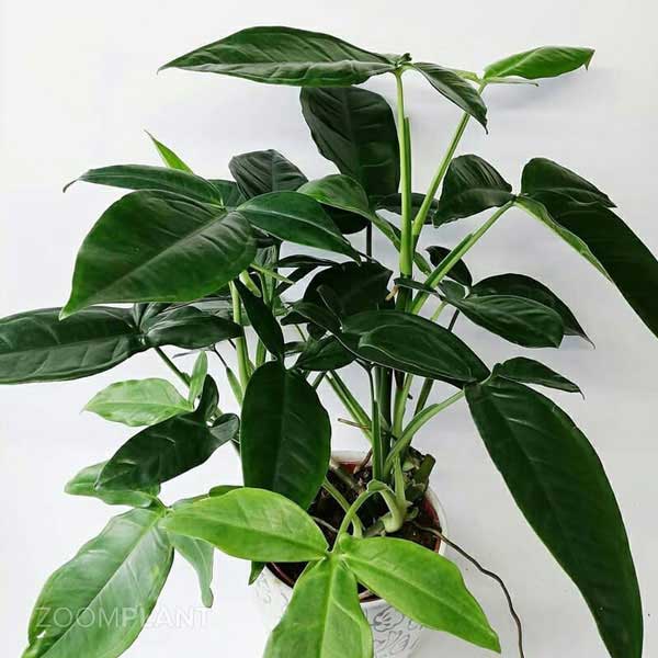 سینگونیوم سهبرگ وندر (Syngonium Trileaf Wonder)