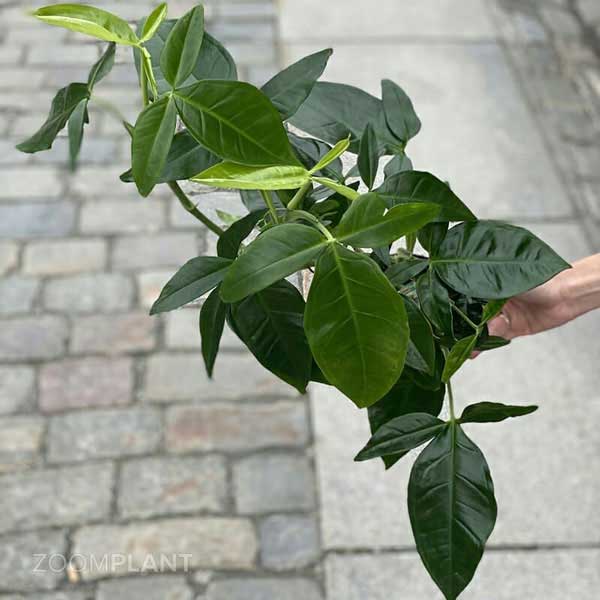 سینگونیوم سهبرگ وندر (Syngonium Trileaf Wonder)