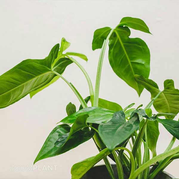 سینگونیوم سهبرگ وندر (Syngonium Trileaf Wonder)