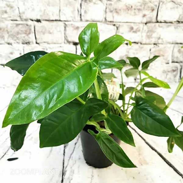 سینگونیوم سهبرگ وندر (Syngonium Trileaf Wonder)