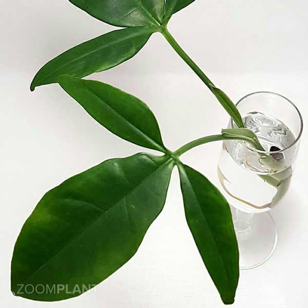 سینگونیوم سهبرگ وندر (Syngonium Trileaf Wonder)