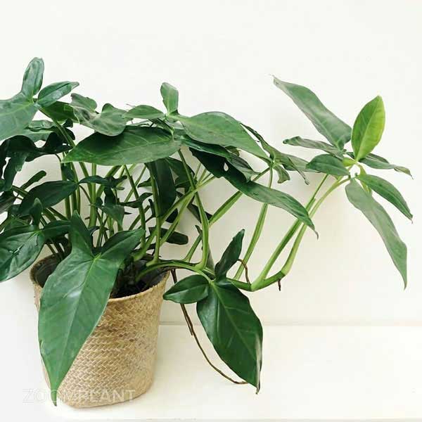 سینگونیوم سهبرگ وندر (Syngonium Trileaf Wonder)