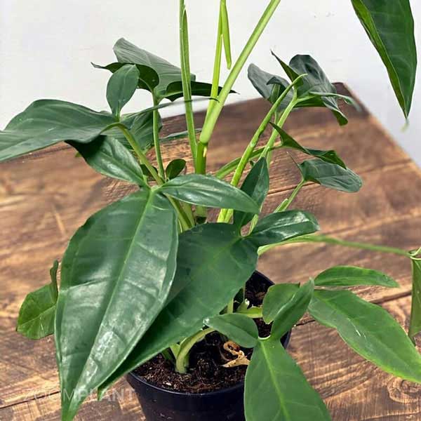 سینگونیوم سهبرگ وندر (Syngonium Trileaf Wonder)