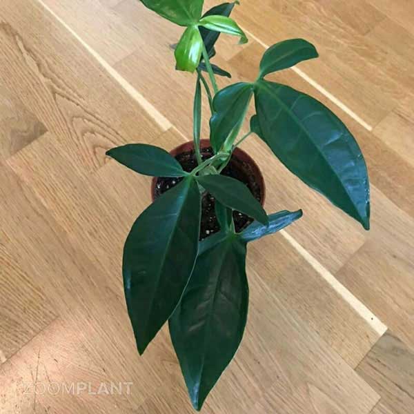 سینگونیوم سهبرگ وندر (Syngonium Trileaf Wonder)